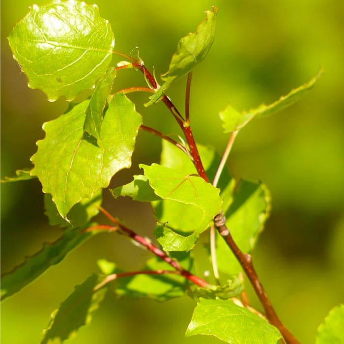Wirkstoff Populus Tremuloides – Zitterpappel